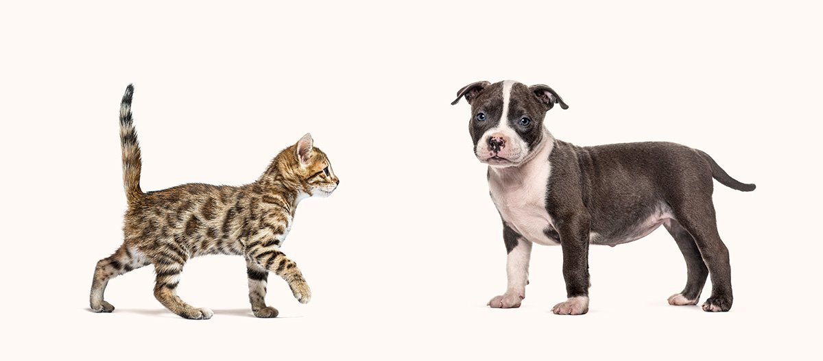 image classification cat vs dog