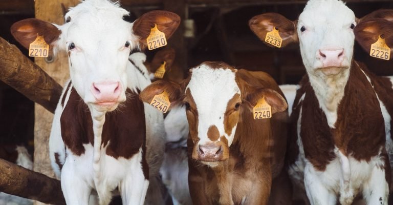 computer vision in livestock farming